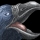 Crow