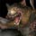 Giant Bat