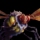Wasps/Halbert